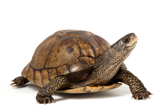 Tortoise Steps - The Path to Happiness – The Way of the Tortoise